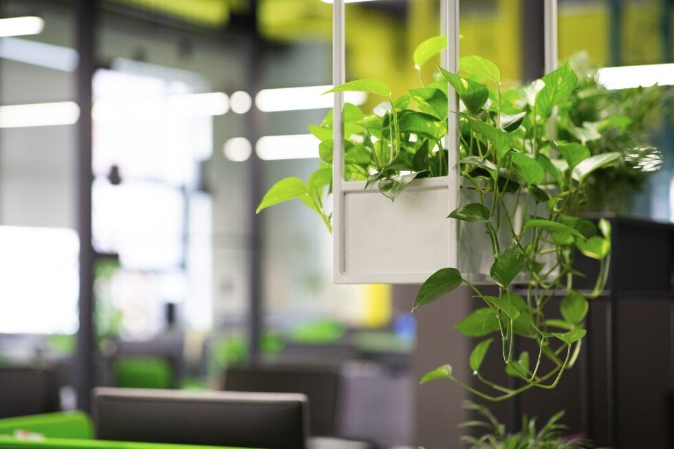 green plant in office space