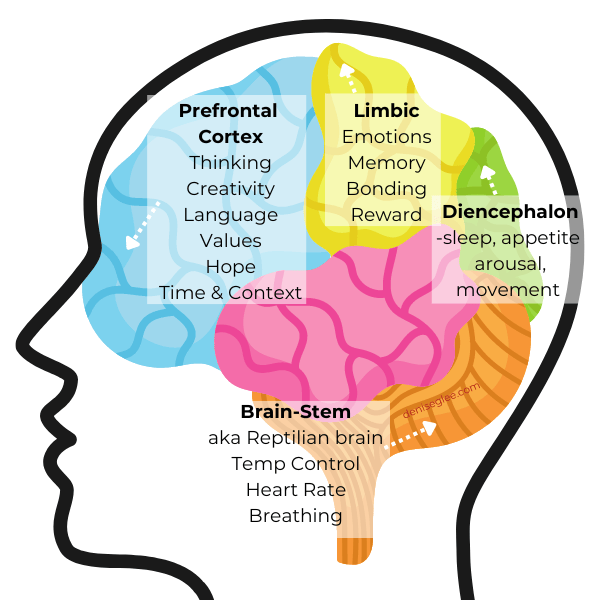 four parts of your brain