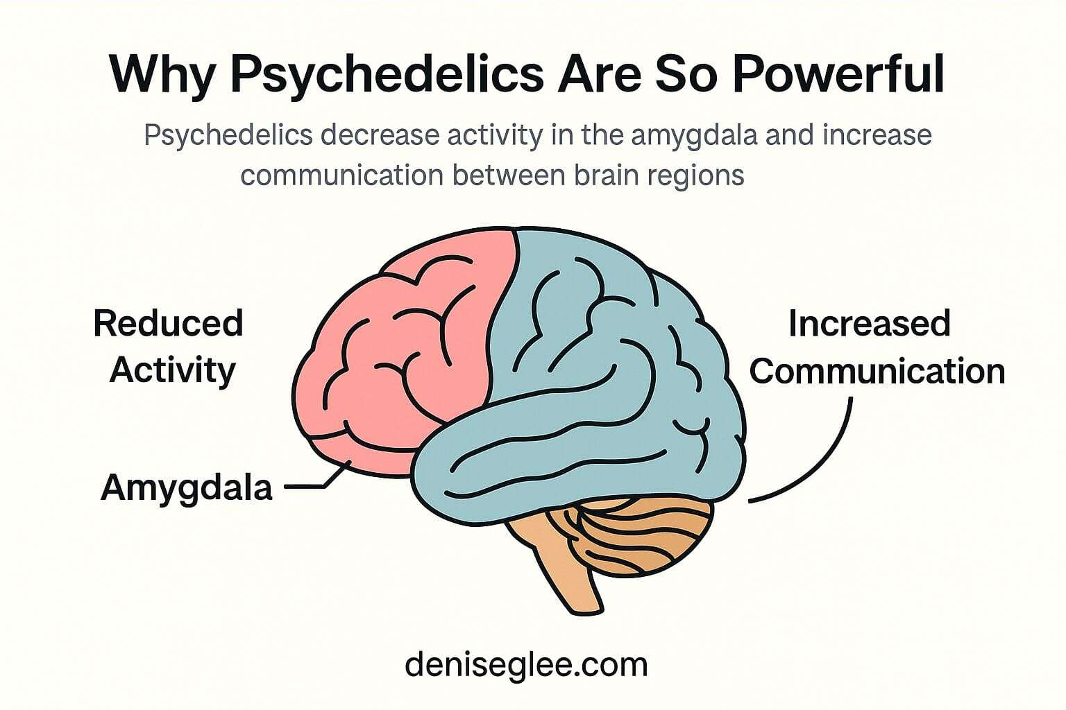 Diagram of a brain showing reduced activity in the amygdala and increased communication between brain regions under the influence of psychedelics